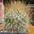 Collecion de biznago24