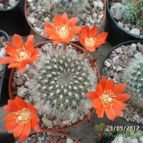 Collecion de biznago24