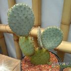 Collecion de biznago24