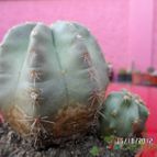 Collecion de biznago24