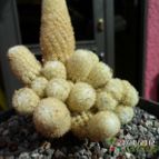 Collecion de biznago24
