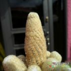 Collecion de biznago24