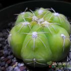 Collecion de biznago24