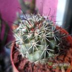 Collecion de biznago24