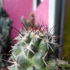 Collecion de biznago24