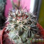 Collecion de biznago24