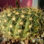 Collecion de biznago24