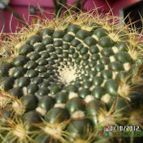 Collecion de biznago24