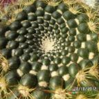 Collecion de biznago24