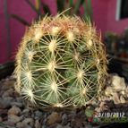 Collecion de biznago24