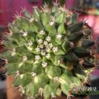 Collecion de biznago24