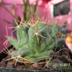 Collecion de biznago24