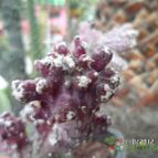 Collecion de biznago24