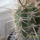 Collecion de biznago24