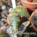 Collecion de biznago24