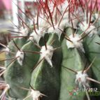 Collecion de biznago24