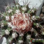 Collecion de biznago24