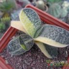 Collecion de biznago24