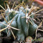 Sclerocactus uncinatus