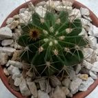 Collecion de boquita