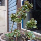 Collecion de botanica