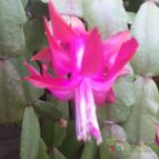 Collecion de botanica