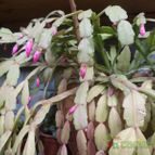 Collecion de botanica