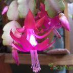 Collecion de botanica