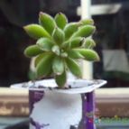 Collecion de botanica