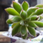 Collecion de botanica