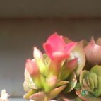 Collecion de botanica