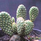 Opuntia microdasys subsp. microdasys