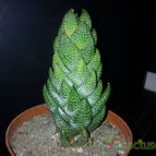 Collecion de bufoner