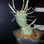 Collecion de bufoner