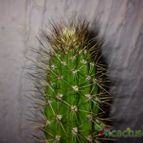 Collecion de bufoner