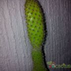 Collecion de bufoner