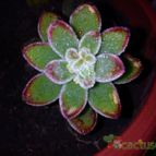 Collecion de bufoner