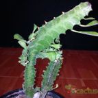 Collecion de bufoner
