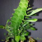 Collecion de bufoner