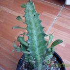 Collecion de bufoner