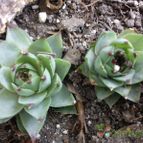 Collecion de bufoner