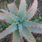 Collecion de bufoner