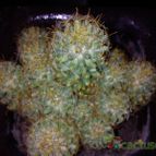 Collecion de bufoner