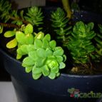 Collecion de bufoner
