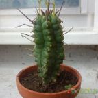 Collecion de bufoner
