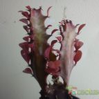 Collecion de bufoner