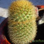 Collecion de bufoner