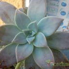 Collecion de bufoner