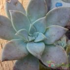 Collecion de bufoner
