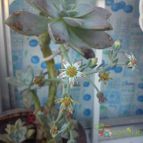Collecion de bufoner
